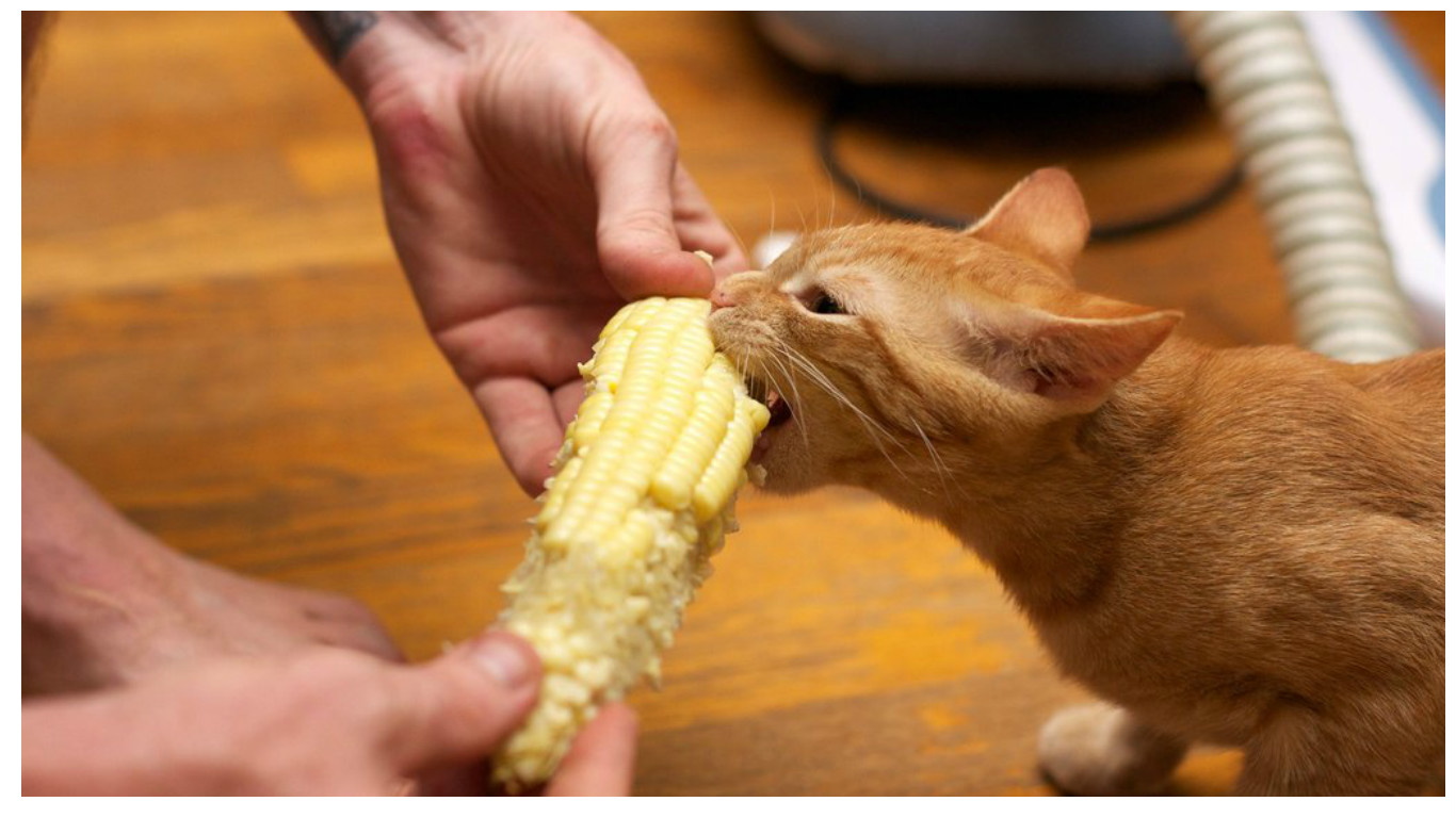 Можно ли кошкам сырое. Необычная еда для кошек. Кот ест кукурузу. Кот с кукурузой. Коты едят.
