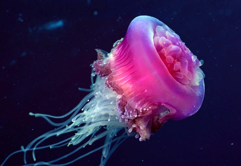 jellyfish-161.jpg
