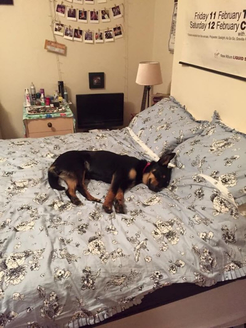 Собака в кровати за или против