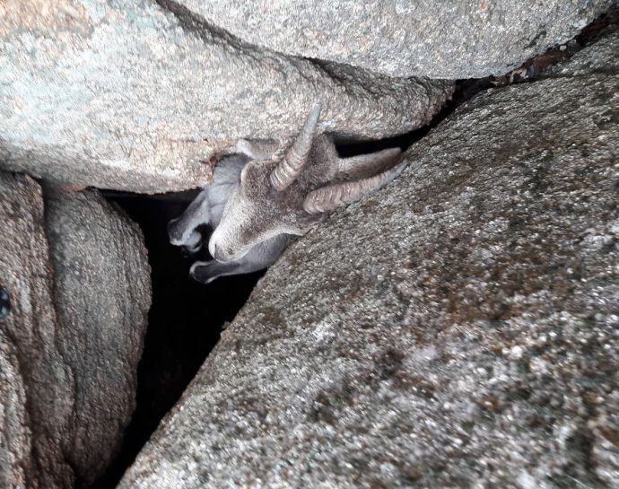 We-saved-a-mountain-goat-that-was-stuck-hanging-in-the-air-by-its-horns-5a5dc5cf3000b__880