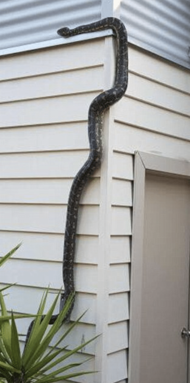Ползают ли змеи. Змея ползет по стене. Змея в доме. Змеи лазят по стенам. Змея ползает по стене.