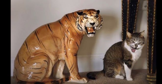 кот и тигр